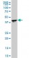 RPL4 / L4 Antibody (clone 4A3)